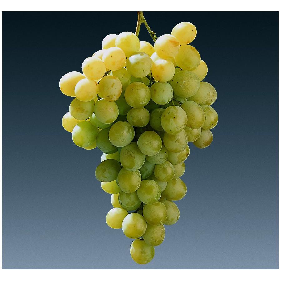 Сорт винограда для белого вина 7 букв. Сорт винограда Мускат белый. Мускат Италия сорт винограда. Мускат Янтарный виноград. Сорт винограда Мускат Янтарный.