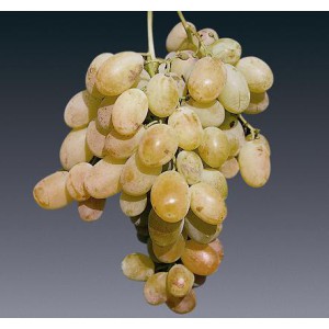 Muscat de Alexandria