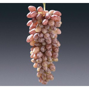 Supernova - Soi roz fără...