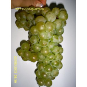 Chasselas Dore legătura 25 buc