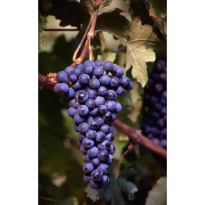 Merlot legătură 25 buc