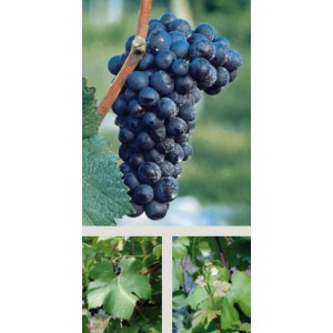 Pinot Noir legătură 25 buc