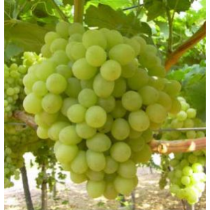 Carati - Alb fără sâmbure