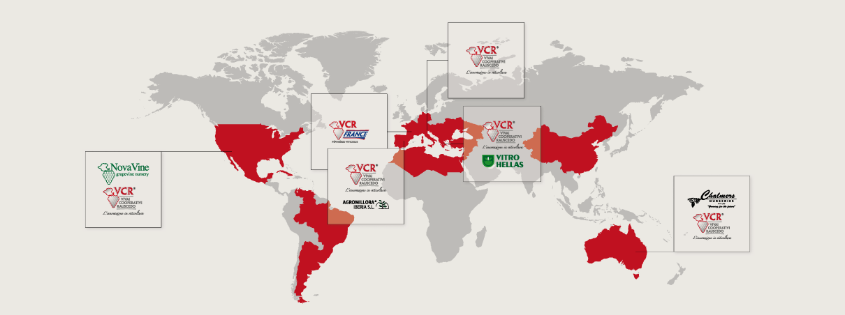 Prezentă în toate ţările viticole